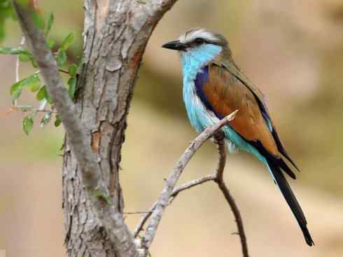 绝色攀禽：佛法僧目之佛法僧