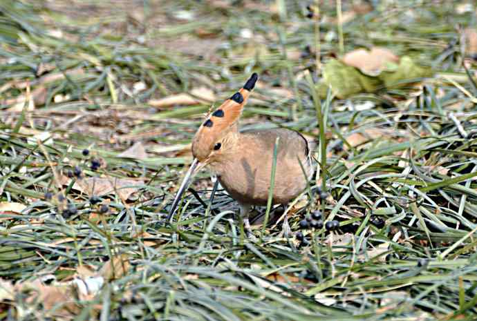 戴胜 wbr2 戴胜 wbr2