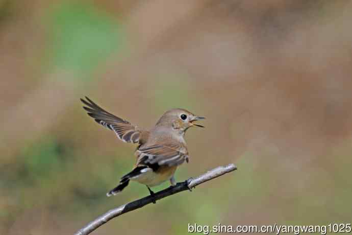 秋天的红喉姬鹟（11）