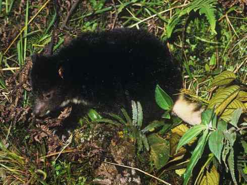 盘点十二大著名食蚁动物：袋食蚁兽
