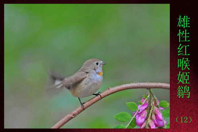 雄性红喉姬鹟(12) 雄性红喉姬鹟(12)