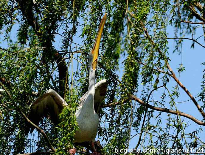 大鹈鹕上树.翠湖湿地 大鹈鹕上树.翠湖湿地