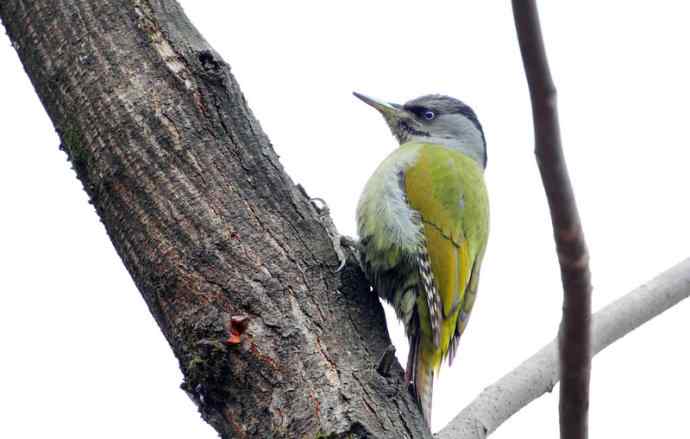 洋县两天观鸟,秦岭如此美妙! 洋县两天观鸟,秦岭如此美妙!