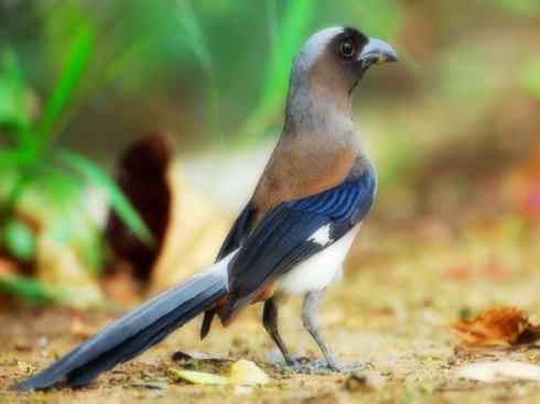 美丽无罪：雀鸟之绿鹊