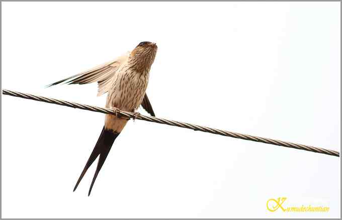 鈥溋菲胶饽锯澋慕鹧唷菊掌