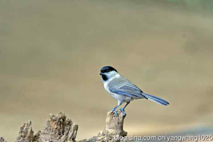 沼泽山雀(2) 沼泽山雀(2)
