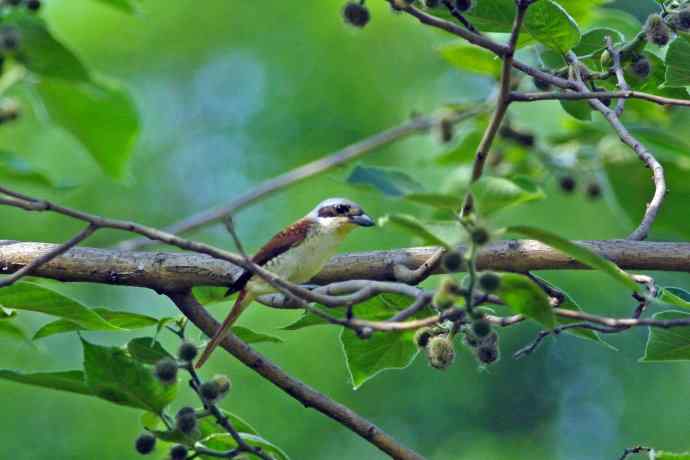 虎纹伯劳（记录版）