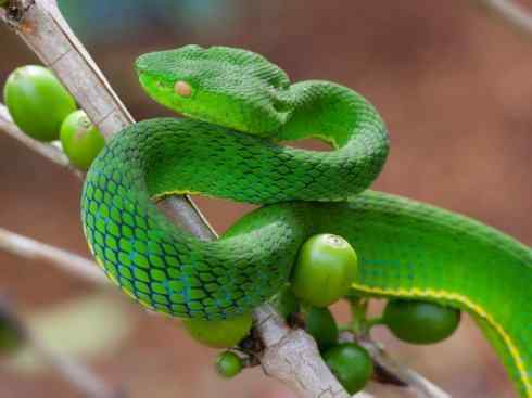 龙：传说的兽原型探秘（蝮蛇类）