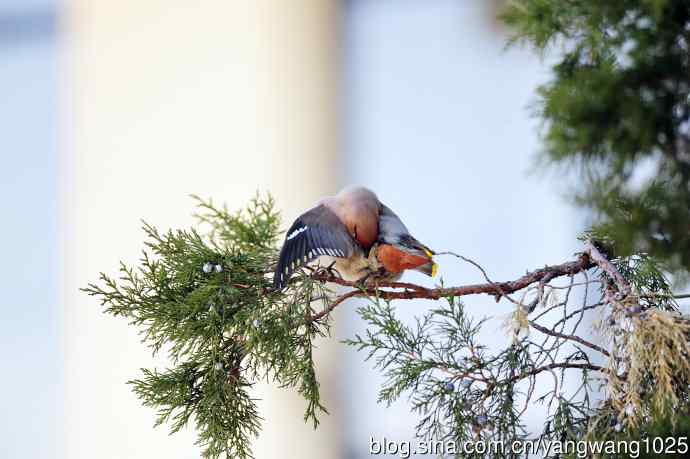 美吗?（太平鸟梳理篇）2