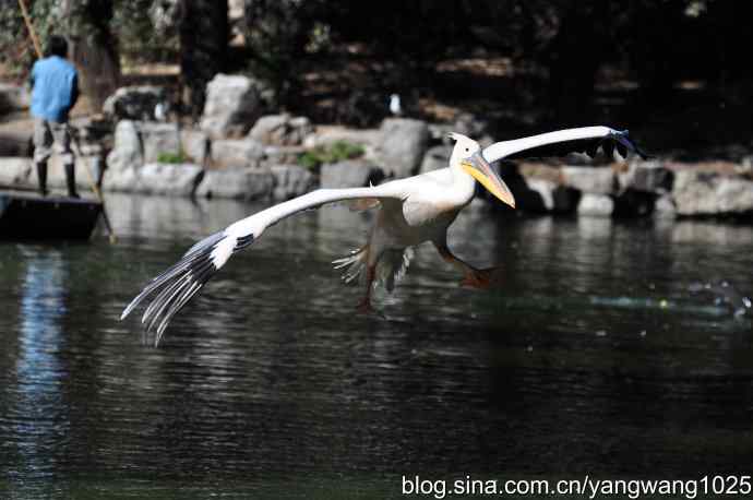 再拍鹈鹕 wbr wbr12