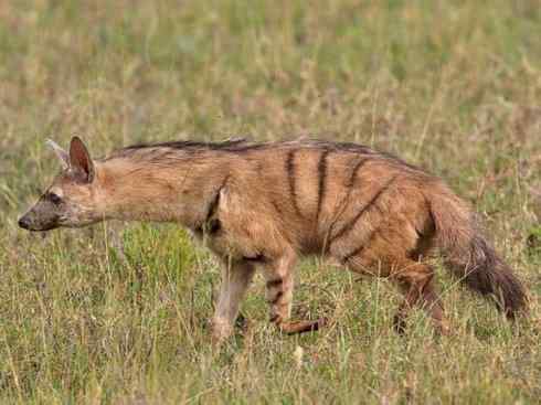 狈：传说的兽原型探秘（鬣狗）