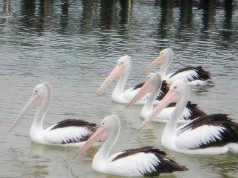 白头鸟系列：另类的美丽10（海鸥）