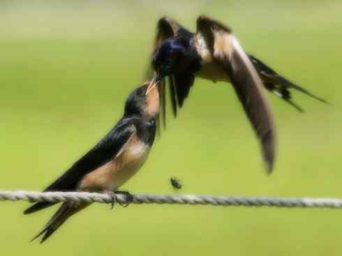 自然奇观：动物大迁徙(游禽)