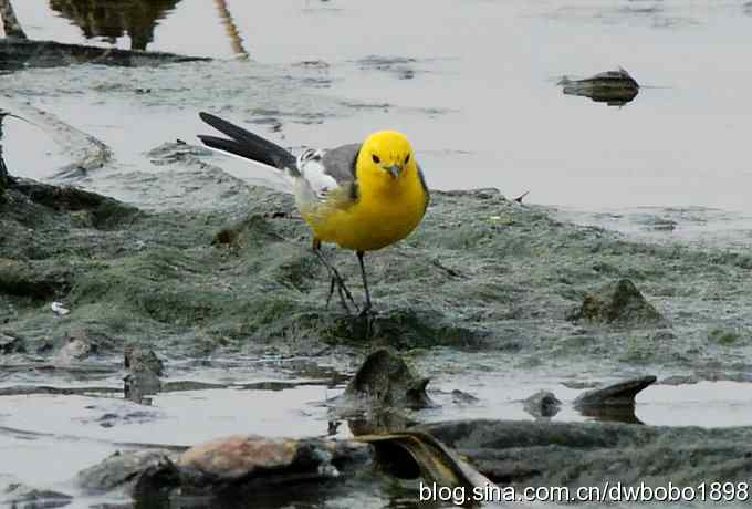 沙河观鸟 沙河观鸟