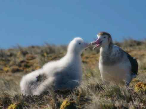 鸟类之最：漂泊信天翁