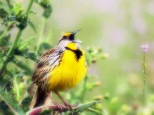 雀鸟也彪悍:小鸟也疯狂(红翅黑鹂) 雀鸟也彪悍:小鸟也疯狂(红翅黑鹂——拟鹂科的战斗种族)