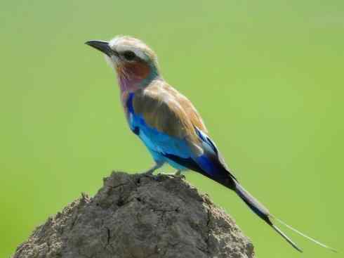 绝色攀禽：佛法僧目之佛法僧2