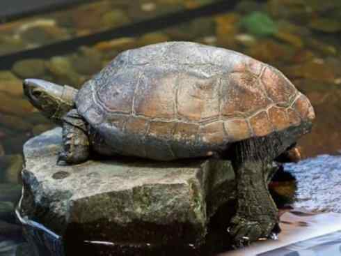 玄武：传说的兽原型探秘（潮龟）