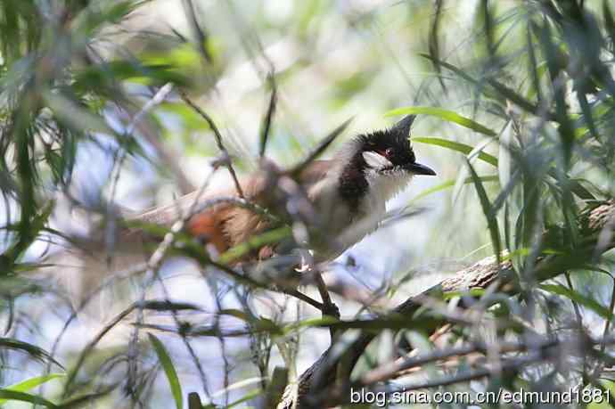 穷人大炮-量力而为之打鸟作乐