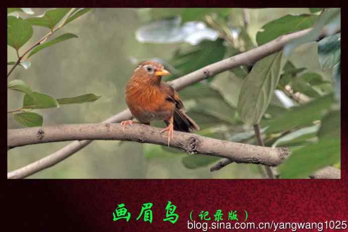 画眉鸟（记录版）