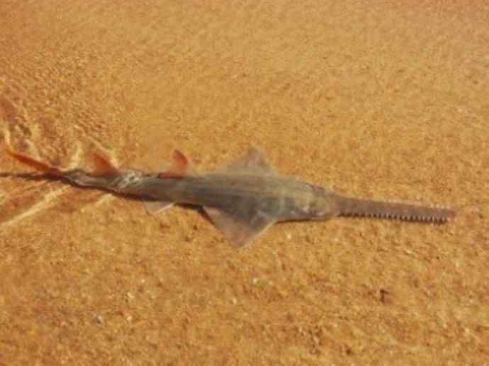 鱼类活化石:锯鳐 鱼类活化石:锯鳐