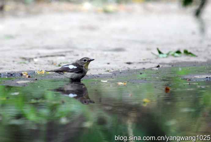 白眉姬鹟（雌性）