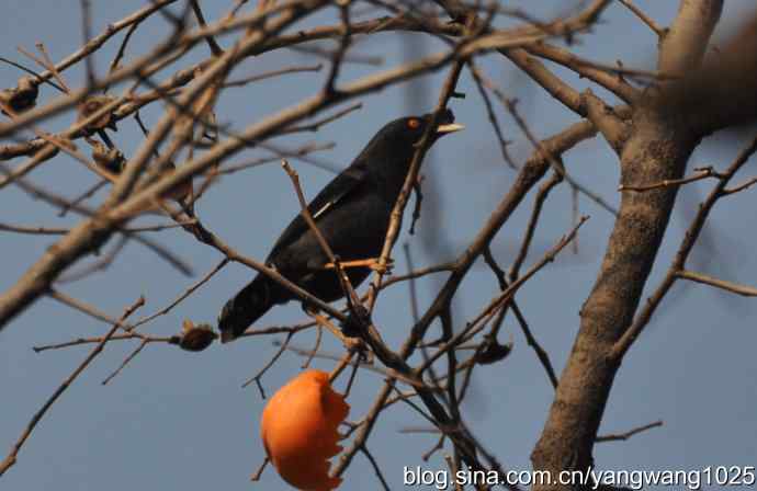 谁爱吃柿子？（八哥）