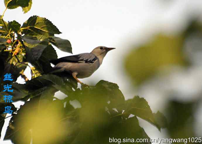 桑树上的北椋鸟、丝光椋鸟