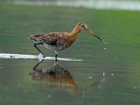 鸟类之最：斑尾滕鹬