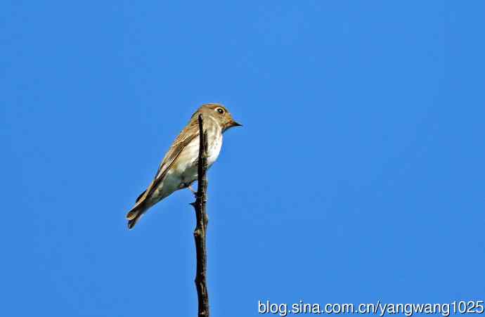 烏鶲（记录版）