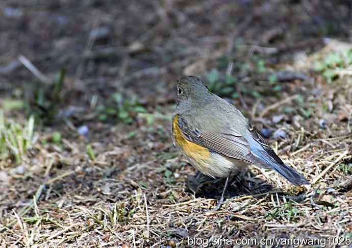 自然和谐的日坛公园（雌性红胁蓝尾鸲）