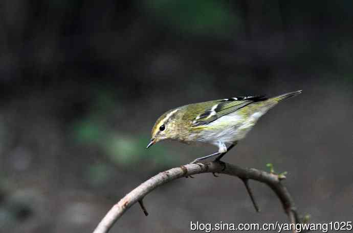 黄眉柳莺（21）