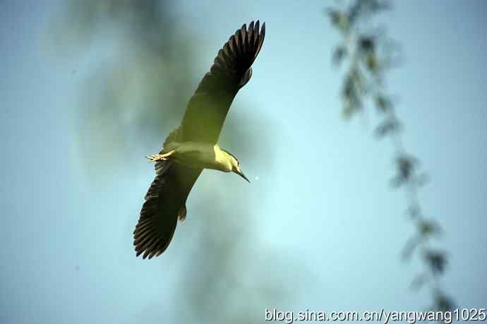 北京动物园的鸟类——飞（夜鹭）20