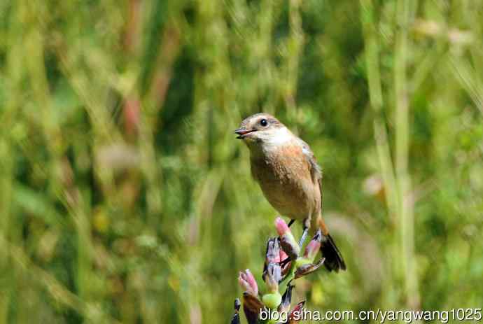 雌性黑喉石鵖（3）