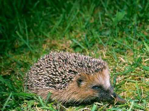 动物世界:山寨还是原创之三 动物世界:山寨还是原创之三