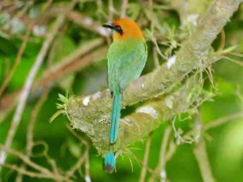 绝色攀禽：佛法僧目之翠鴗2