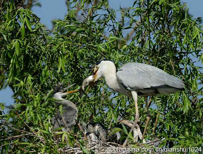 鹭家的午餐(翠湖湿地) 鹭家的午餐(翠湖湿地)