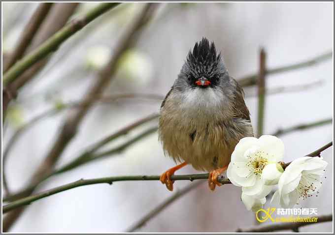 小鸟黑额凤鹛【照片】