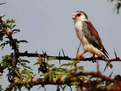 鸟类之最：小隼