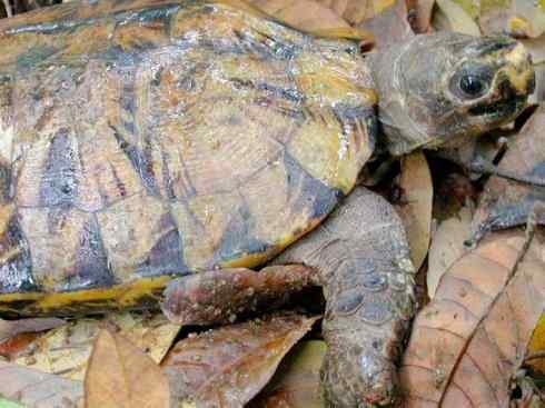 玄武：传说的兽原型探秘（潮龟）