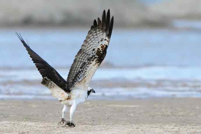鹗——闹春野鸭湖（四）