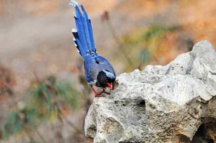 红嘴蓝鹊(13) 红嘴蓝鹊(13)