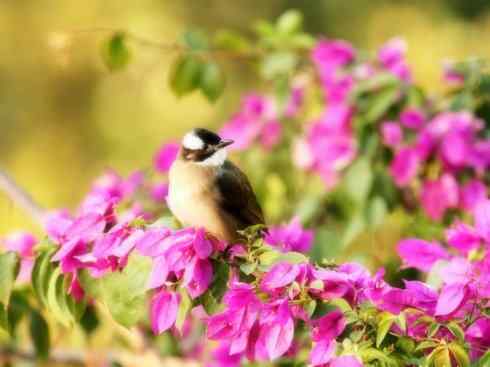 家禽驯化之源之三十（红耳鹎、领雀嘴鹎）