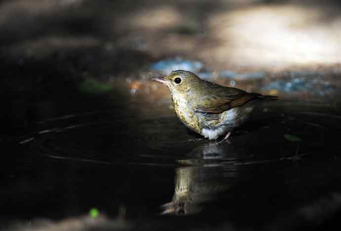 浴（雌性蓝歌鸲）