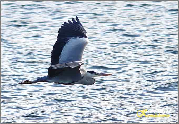 飞翔的鸟【照片】