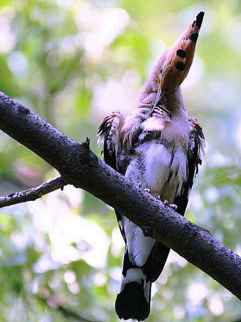 戴胜开冠数毛（鸟儿为悦己者容）
