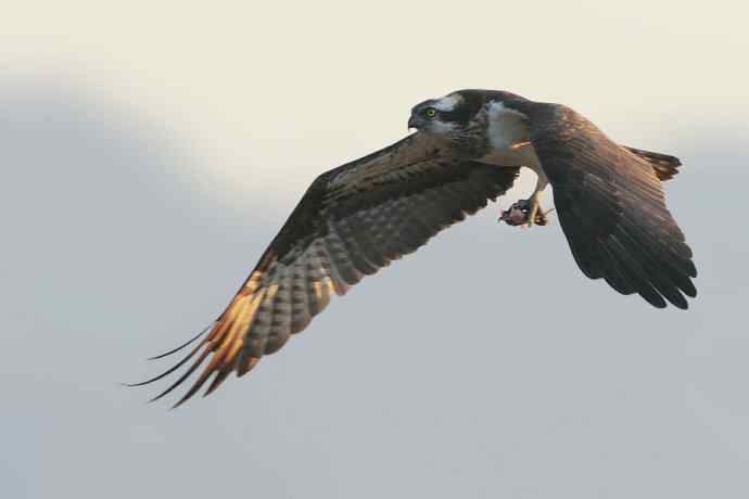 鹗鈥斺斈执阂把己（二）