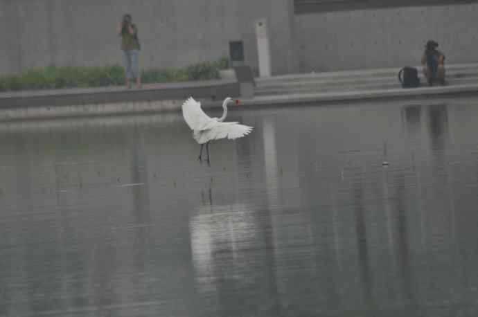 奥林匹克公园白鹭飞 wbr1