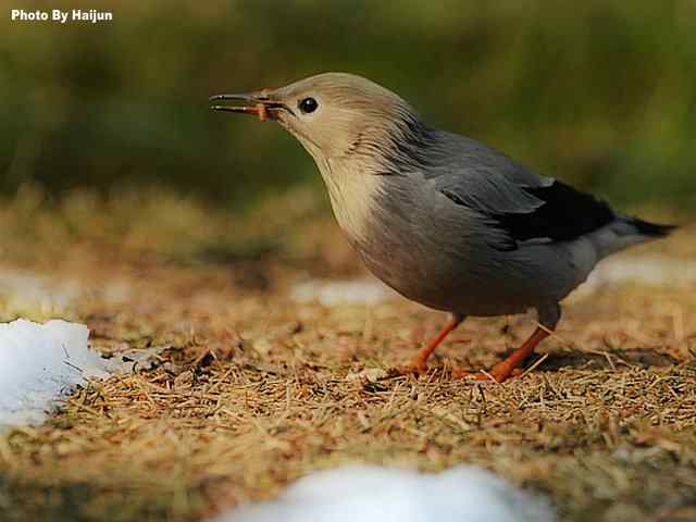 天坛公园的丝光椋鸟 天坛公园的丝光椋鸟