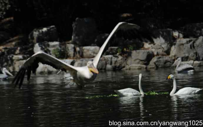 再拍大鹈鹕 wbr wbr1